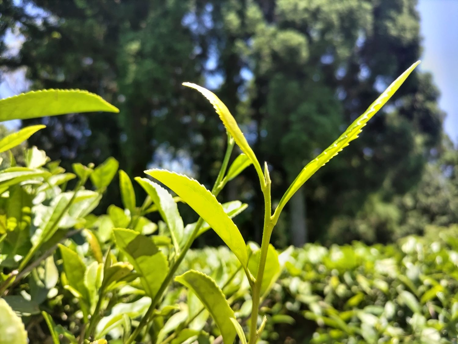 ワークショップ・紅茶づくり