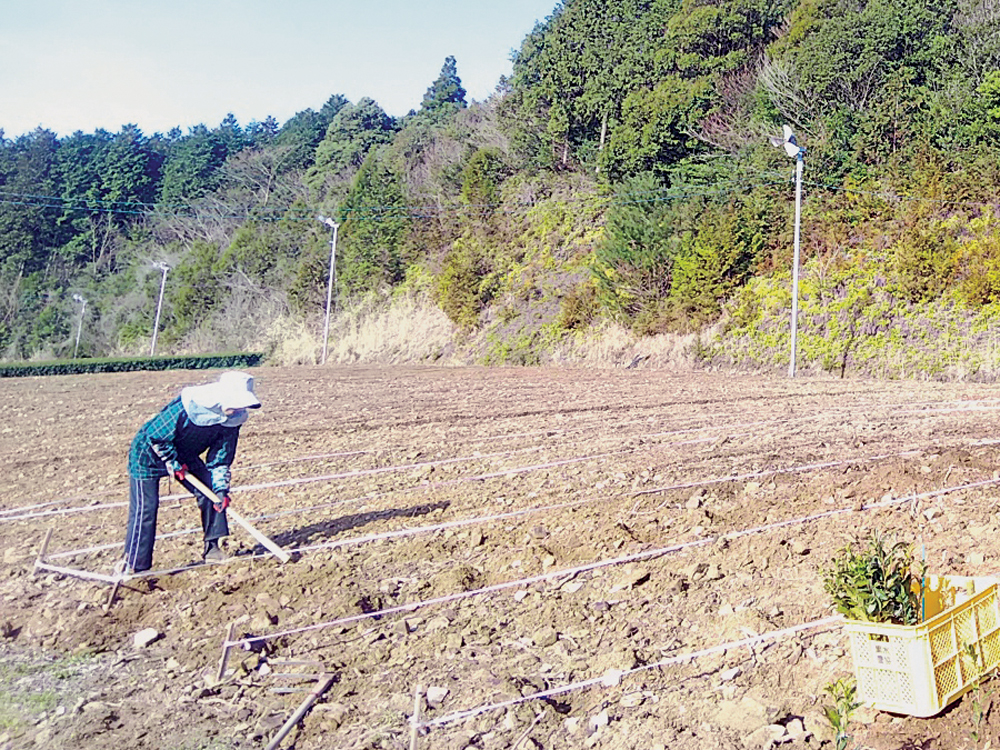 良い土から　良い茶の葉がうまれる