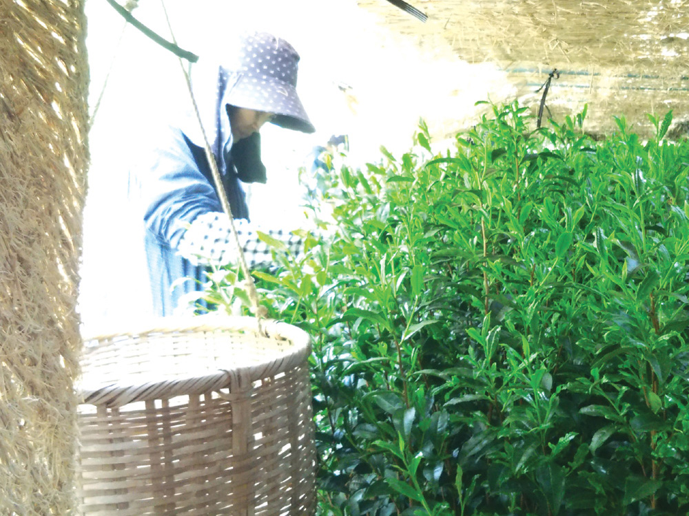 茶しごと手しごと