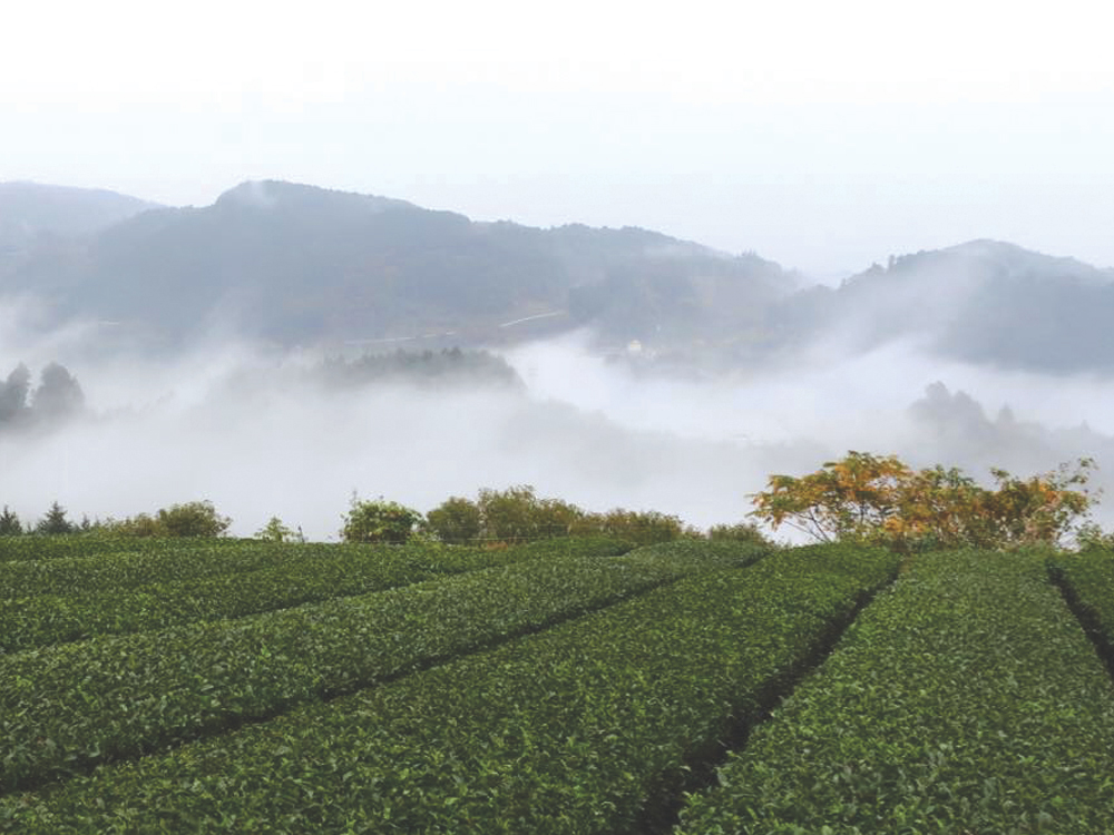 茶にあった内陸性の気候・風土が特徴