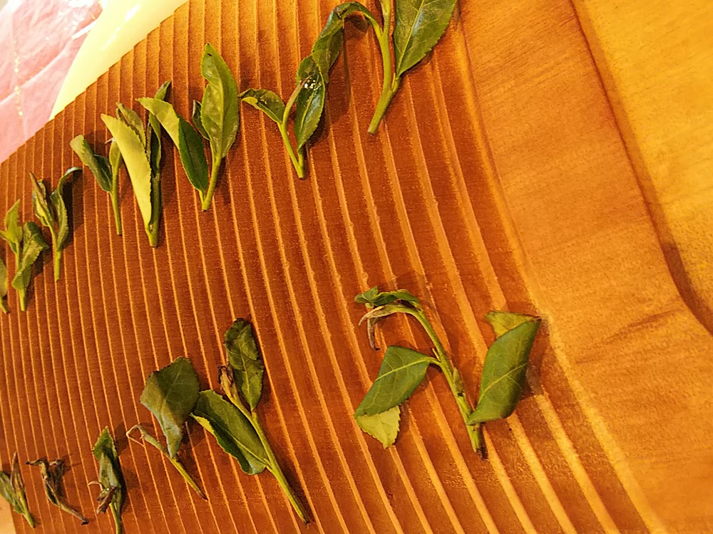 萎凋（いちょう）