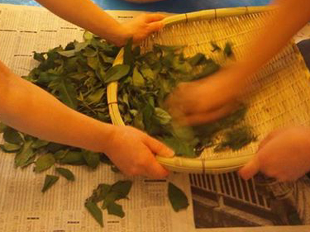 揉捻（じゅうねん）