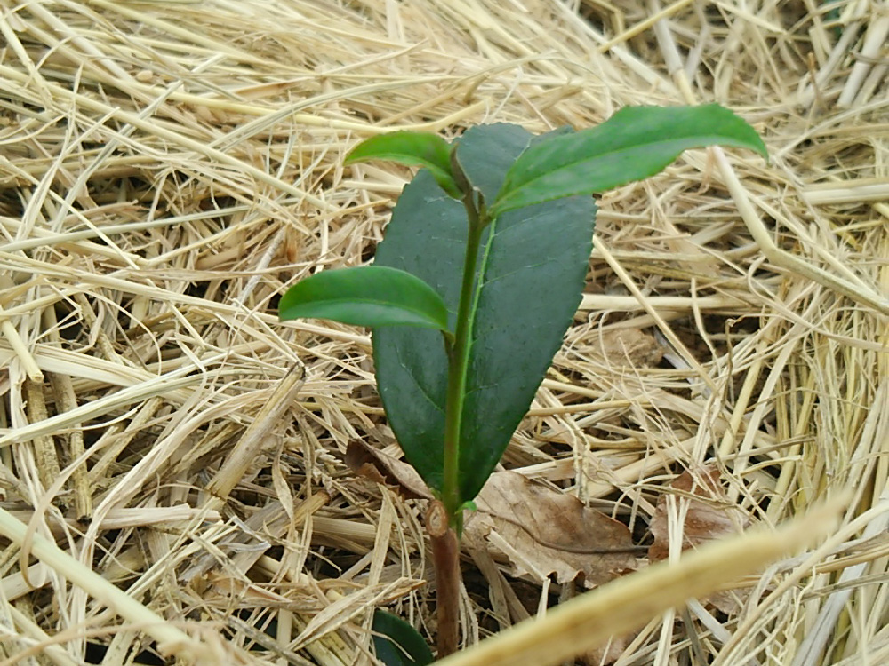 春：３月中旬頃　苗植え