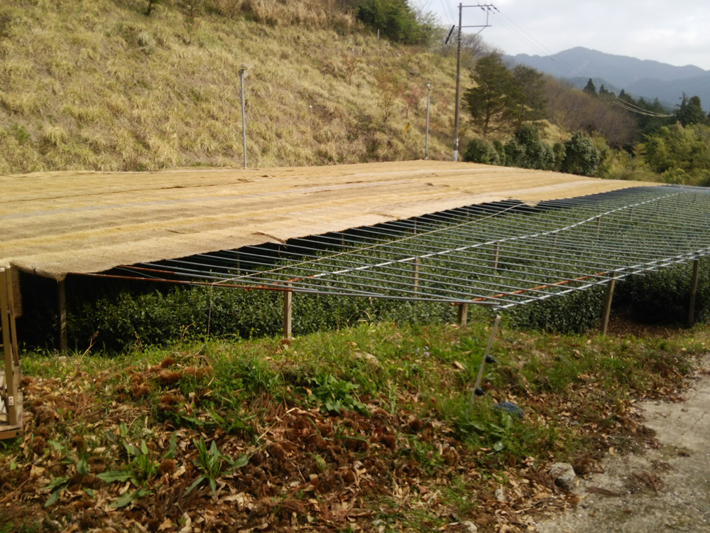 春：３月下旬～４月上旬　玉露園の藁かけ