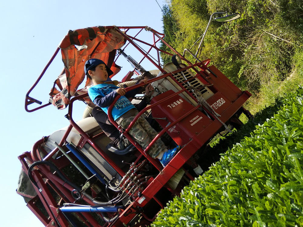 春：４月中旬～５月中旬　茶摘み