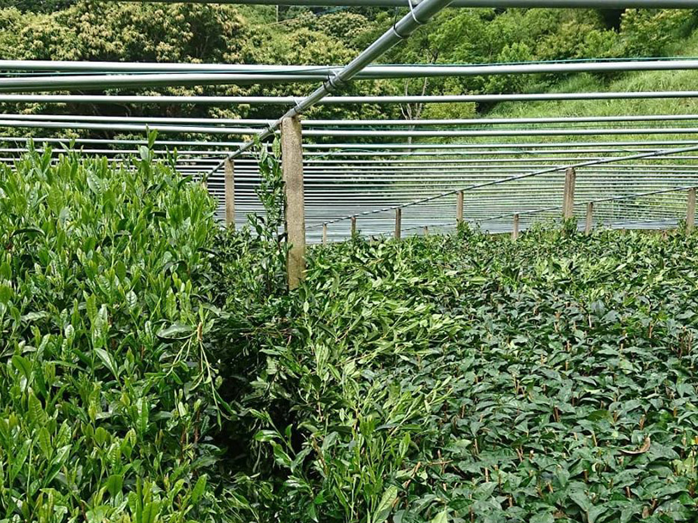 初夏・梅雨：５月下旬～７月中旬　二番茶