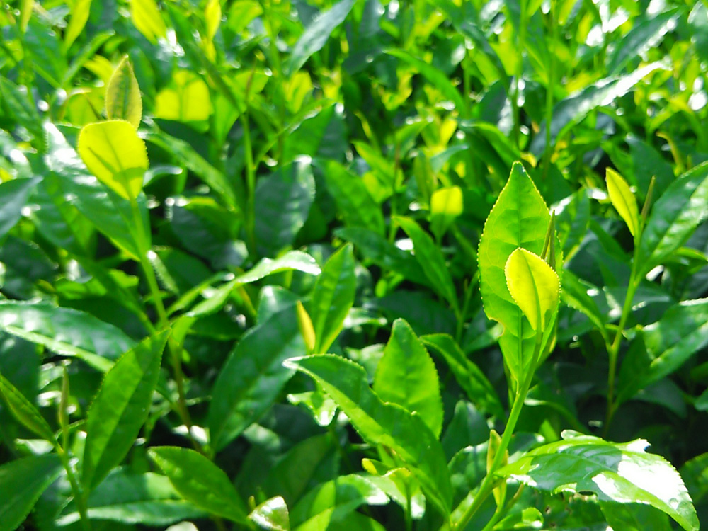 夏　７月中旬～８月　草取り・水まき