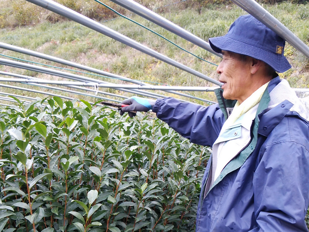 初冬　１１月下旬～１２月上旬　摘芯