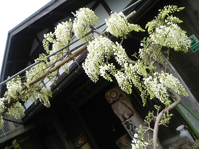 茶園紹介　おぼろ夢茶房