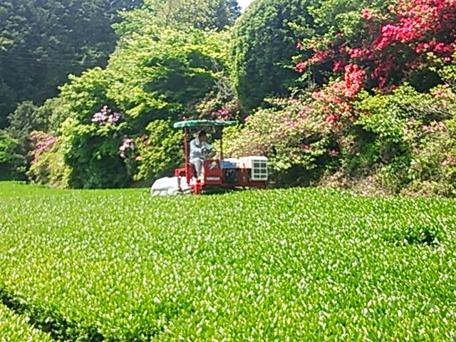 茶園紹介　久間（くま）園