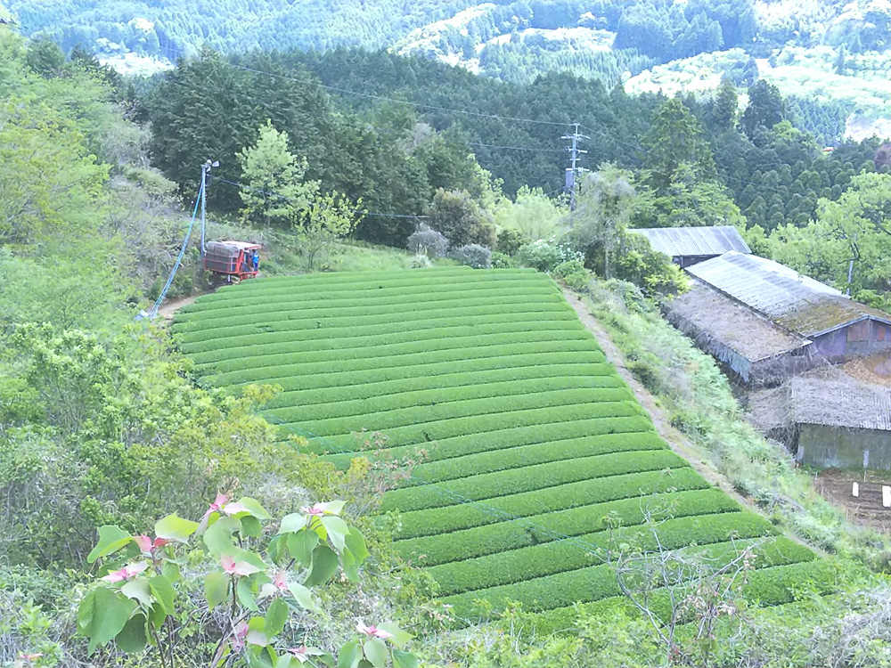 茶園紹介　おぼろ夢茶房