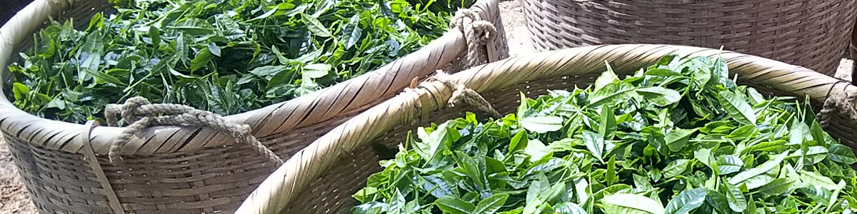 茶畑紹介　おぼろ夢茶房